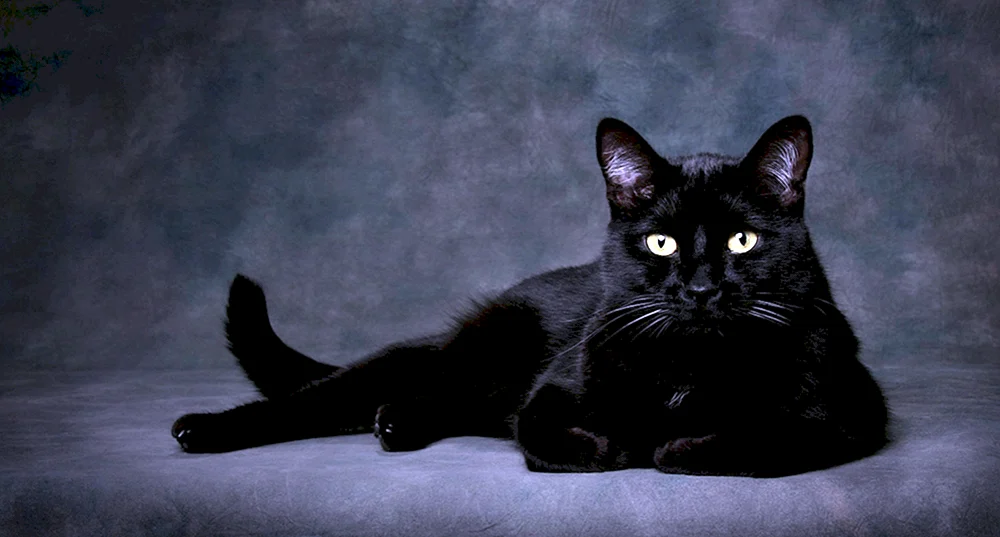 Bombay Katze