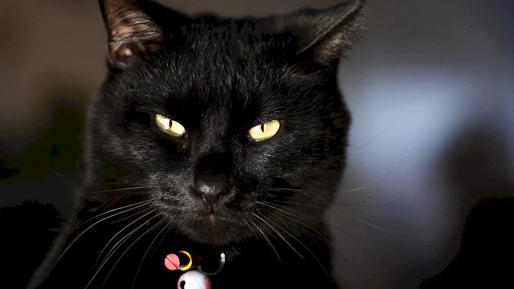 Bombay Katze Katze
