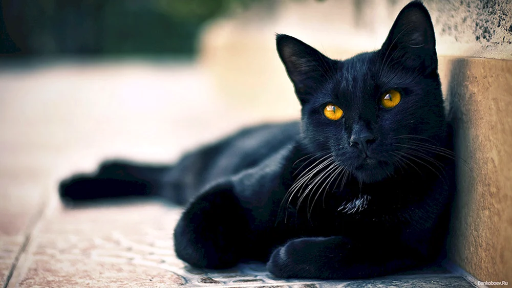 Bombay Katze langhaarige Katze