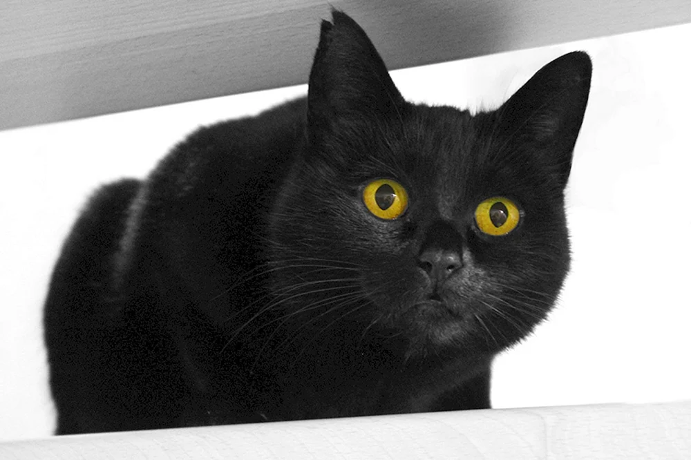 Bombay Katze