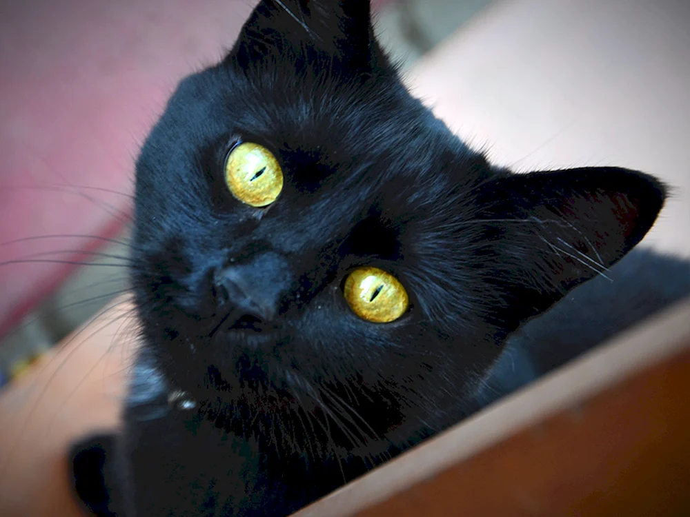Schwarze Katze