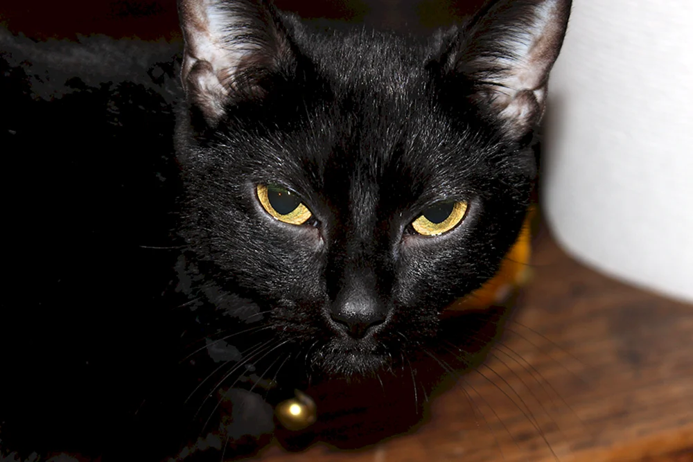 Schwarze Katzen