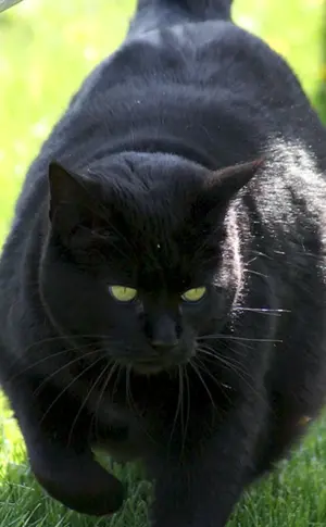 Bombay Katze