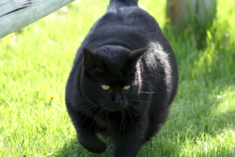 Bombay Katze