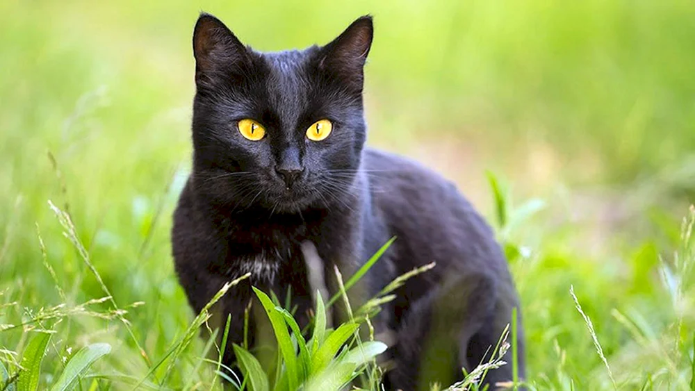 Schwarze Katze