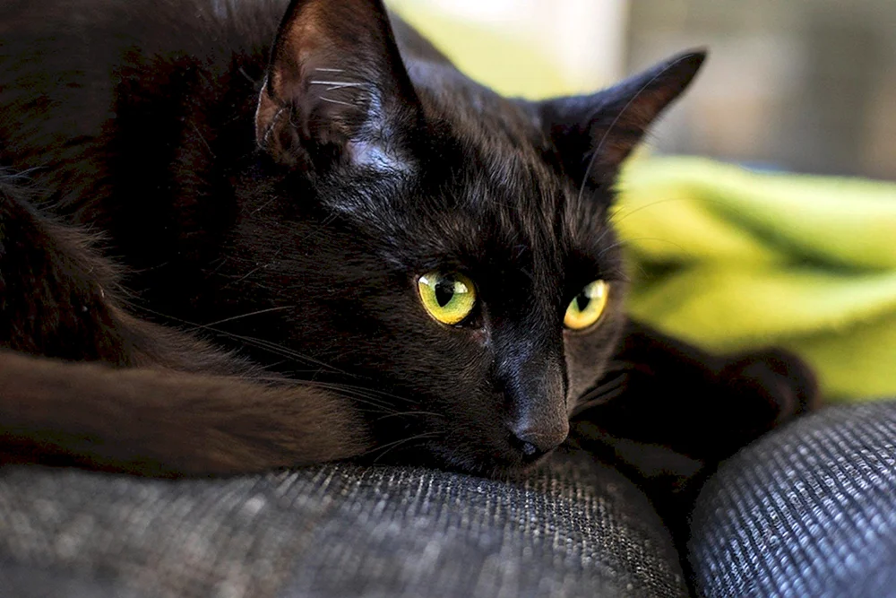 Bombay Katze