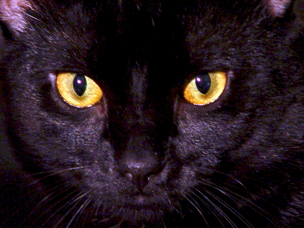 Bombay Katze