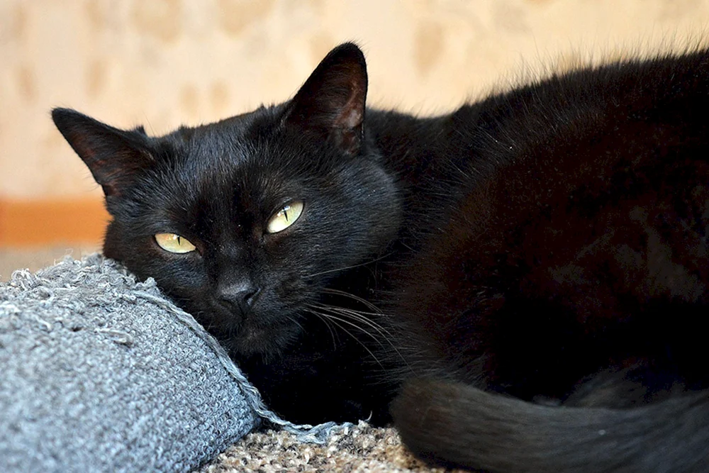 Britische Bombay Katze