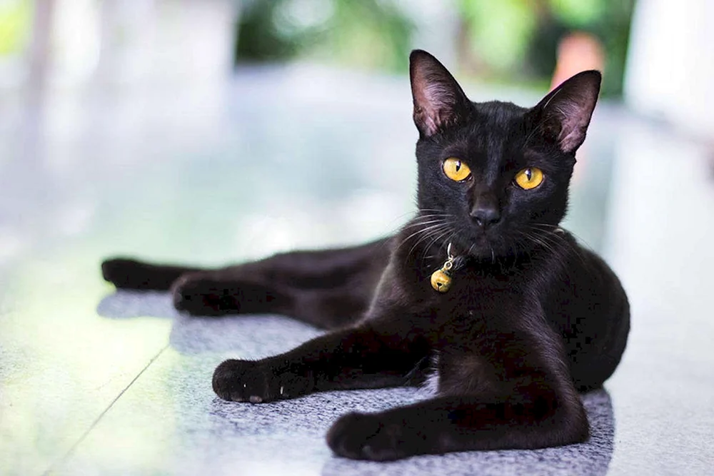 Schwarze Katze