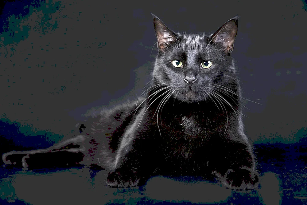 Bombay Katze