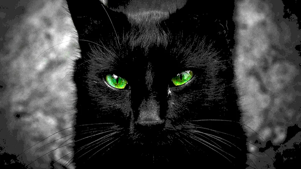 Bombay Katze