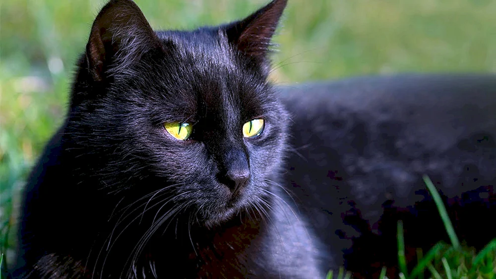 Bombay Katze