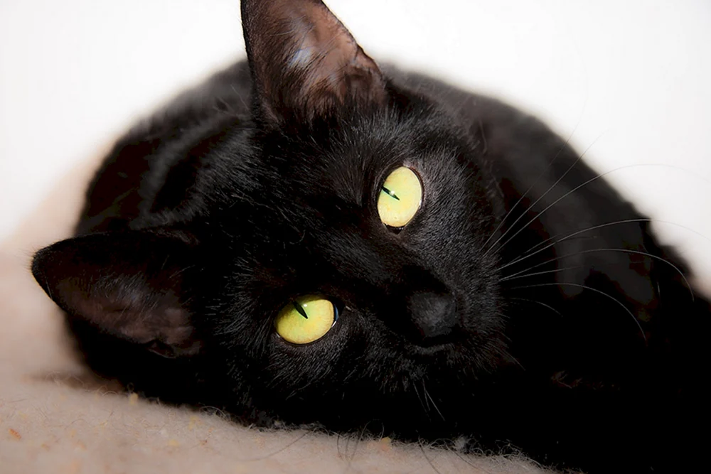 Bombay Katze