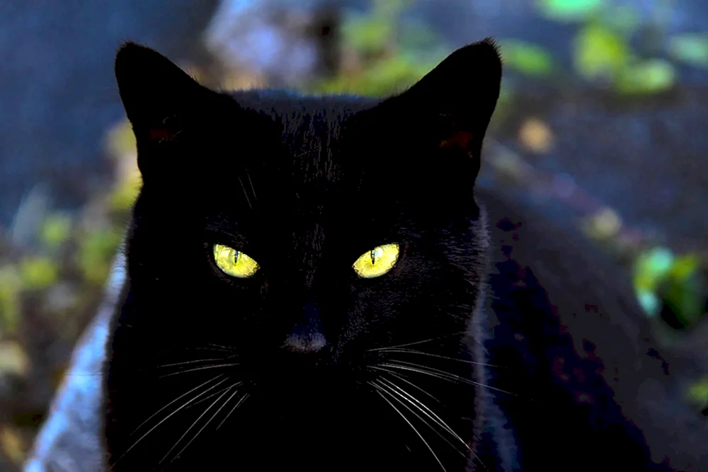 Bombay-Katze