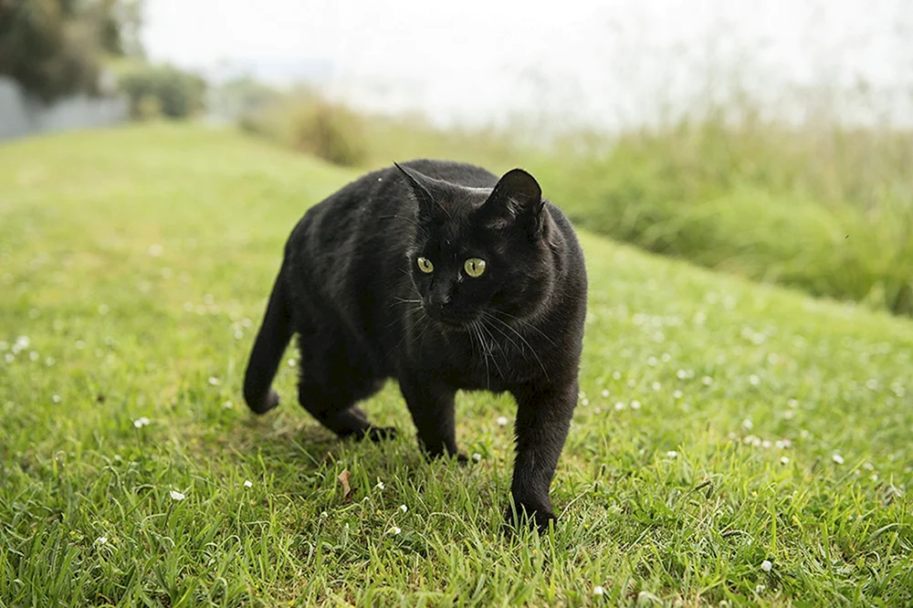 Bombay-Katze