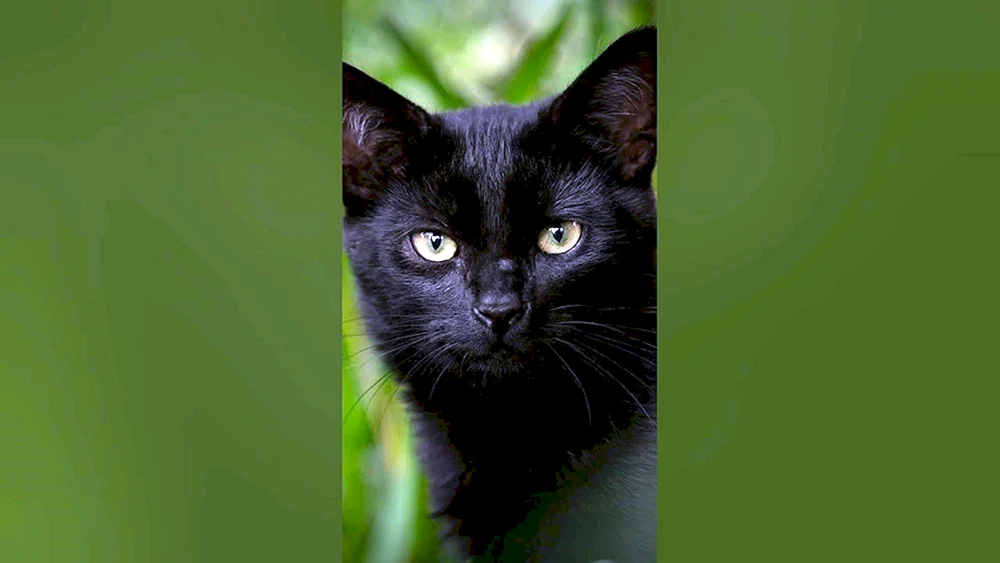 Schwarze Katze