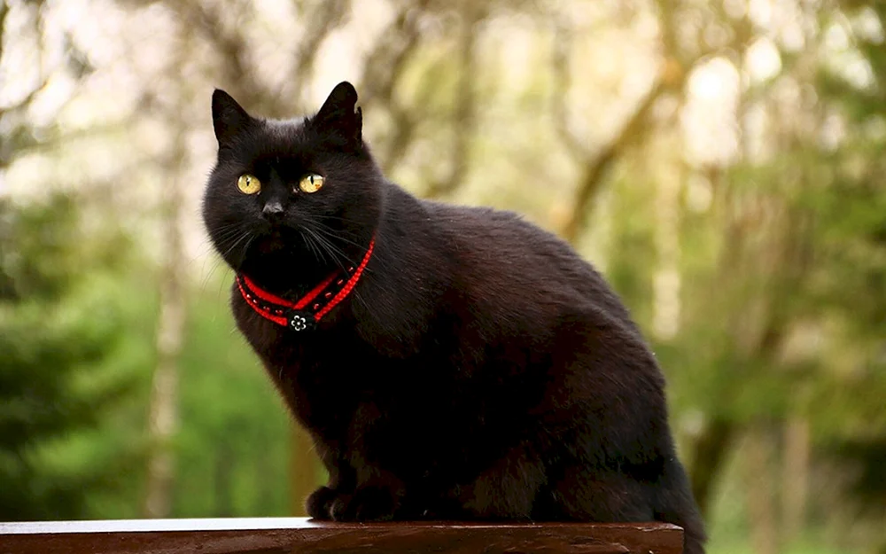 Schwarze Katze