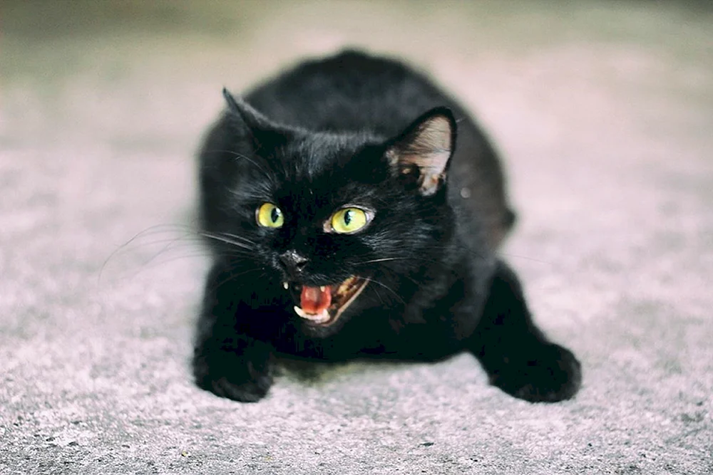 Bombay Katze