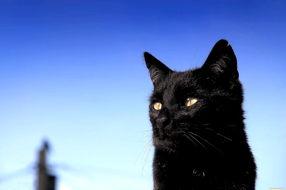 Schwarze Katze