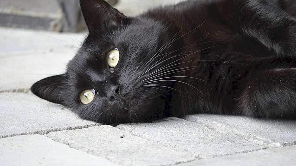 Schwarze Katze