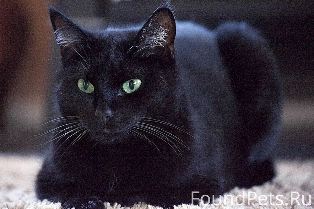 Bohnenkatze