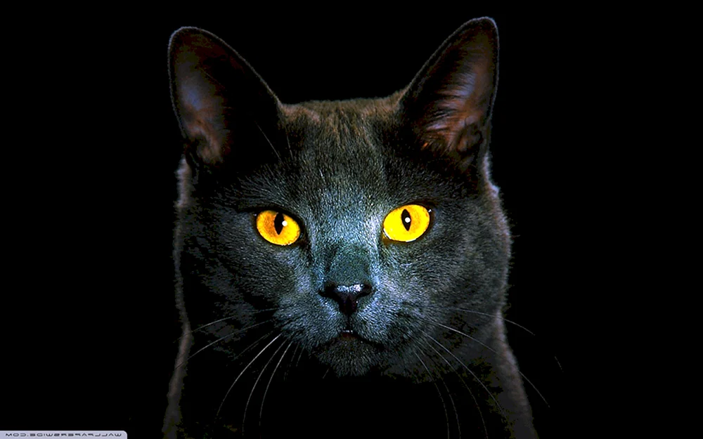 Schwarze Katzen mit gelben Augen Augen
