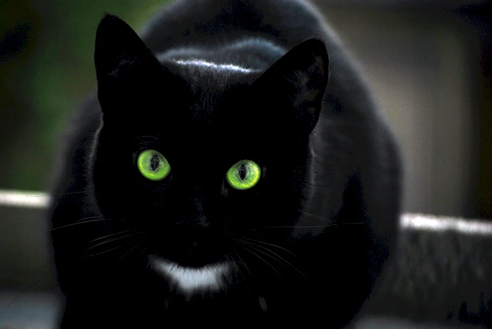 Bohnenkatze schwarz weiß