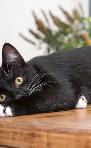 Bombay Katze schwarz-weiß