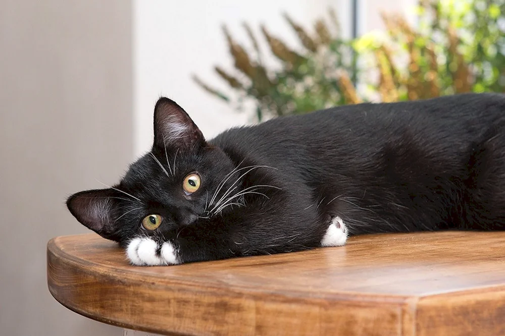 Bombay Katze schwarz-weiß