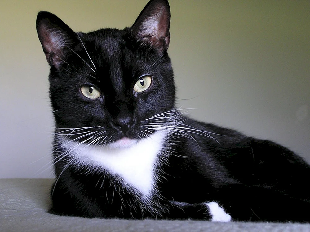 Schwarze Katze mit weißen Pfoten