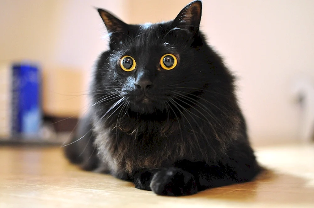 Bombay Katze langhaarige Katze