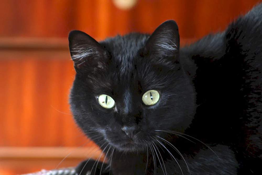 Bombay Katze
