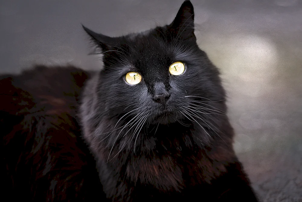 Bombay Katze