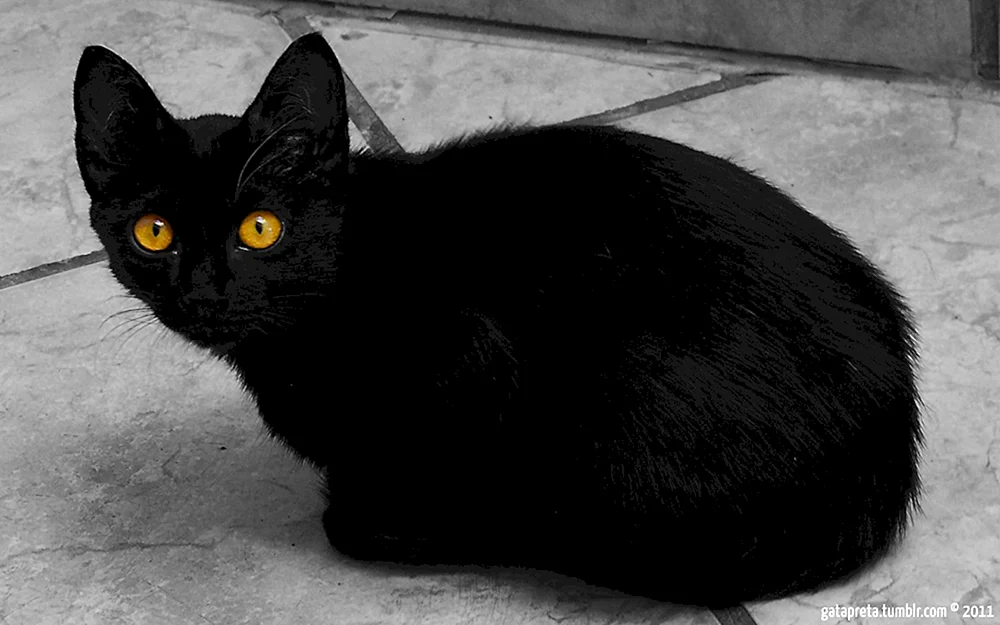 Schwarze Katze