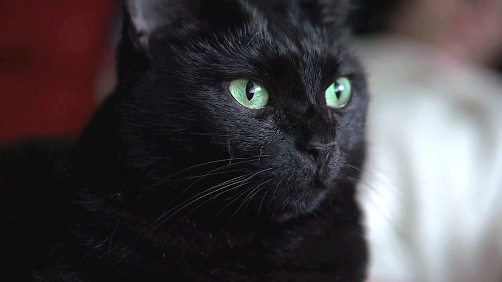 Bombay Katze langhaarig