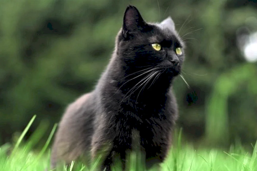 Bombay-Katze Bombay Katze langhaarig Bombay Katze schwarz-weiß Bombay Katze Bombay Katze flauschig Bombay Katze Chantilly Tiffany Katze Bombay Katze Katze