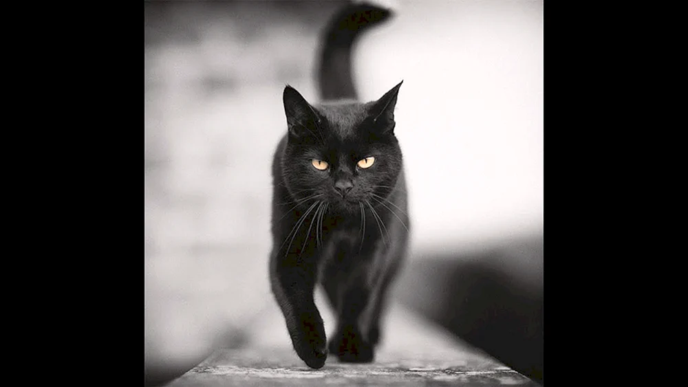 Bombay Katze