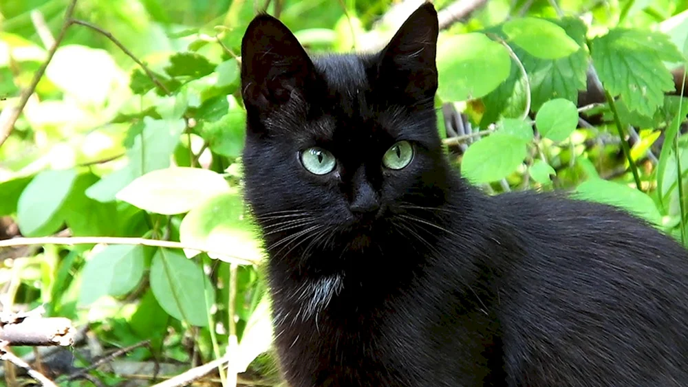 Bombay Katze langhaarig