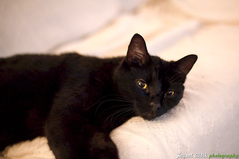 Bombay Katze langhaarig