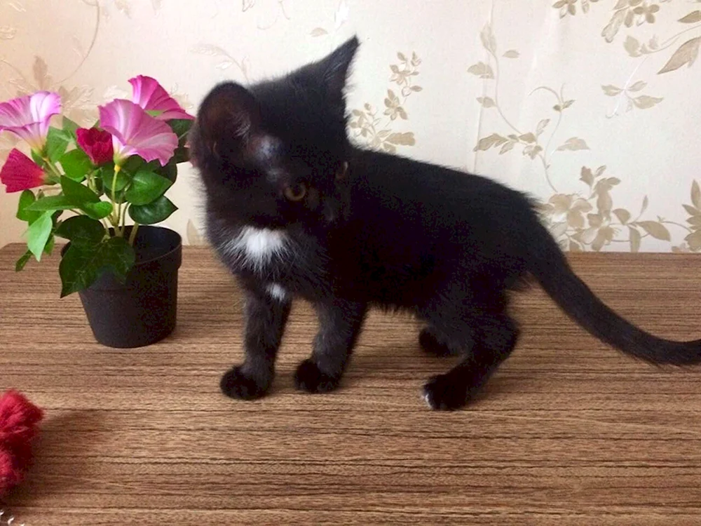 Bombay Katzenrasse