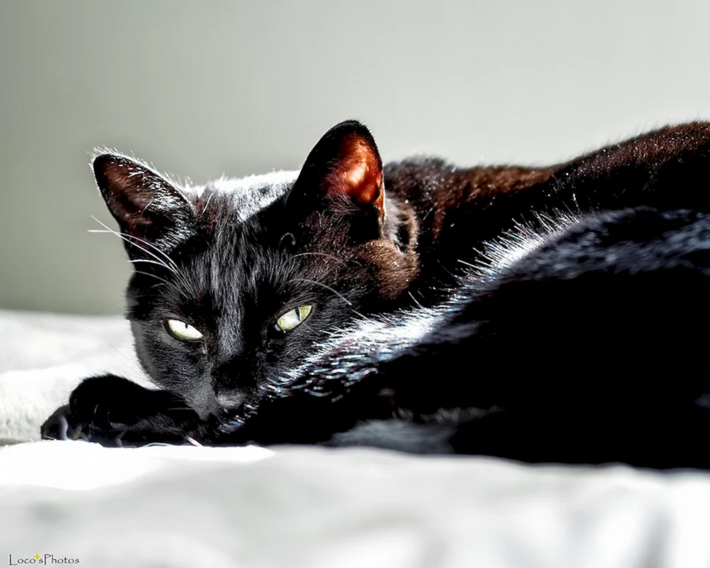 Schwarze Katze.
