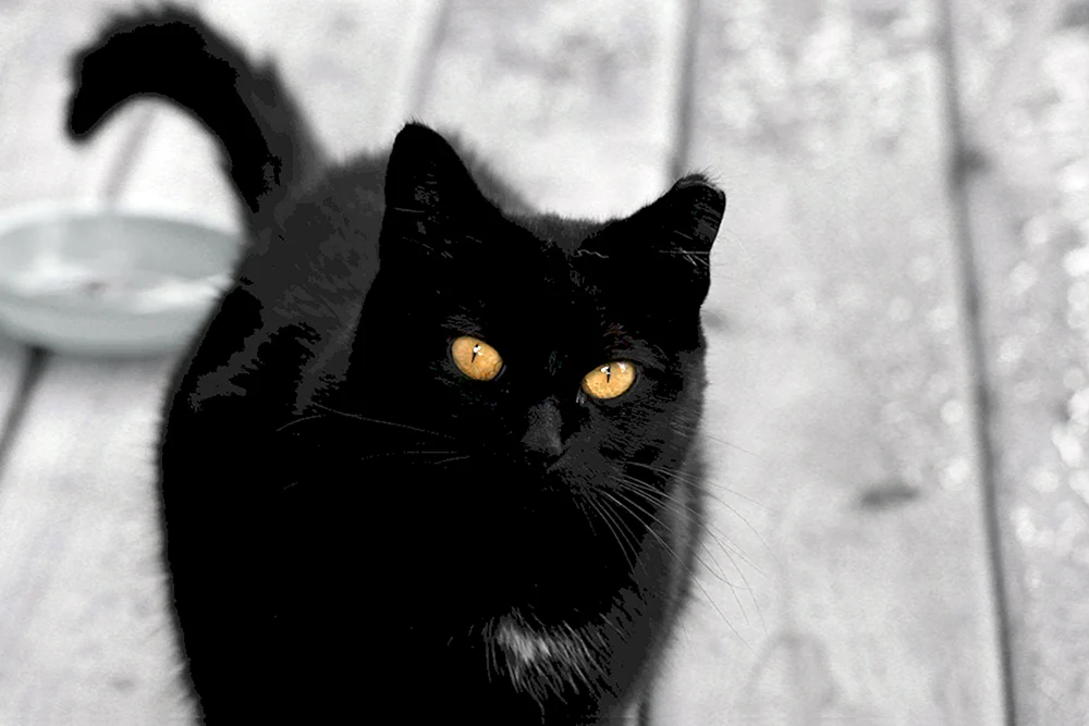Britische kurzhaarige schwarze Katze