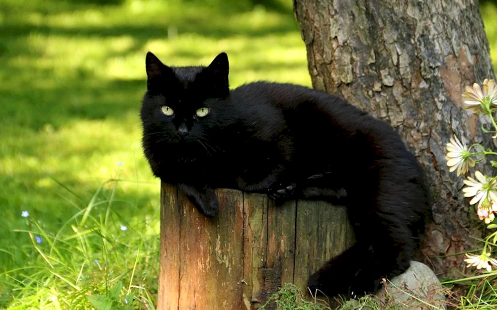 Bombay Katze langhaarige Katze