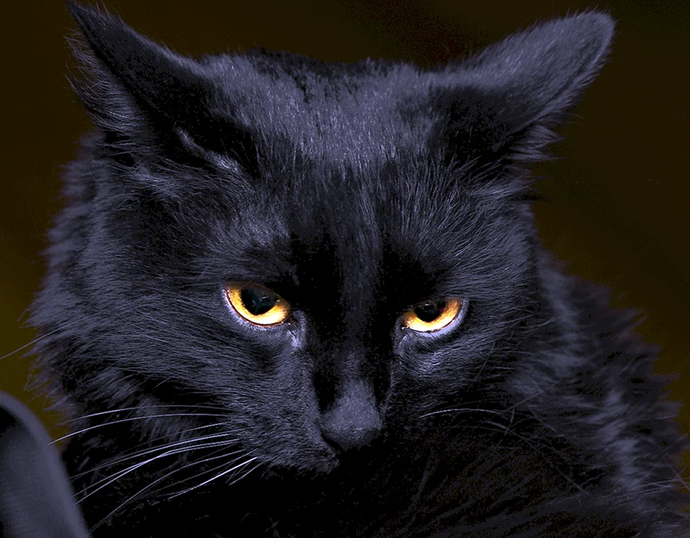 Schwarze Katze auf dunklem Hintergrund