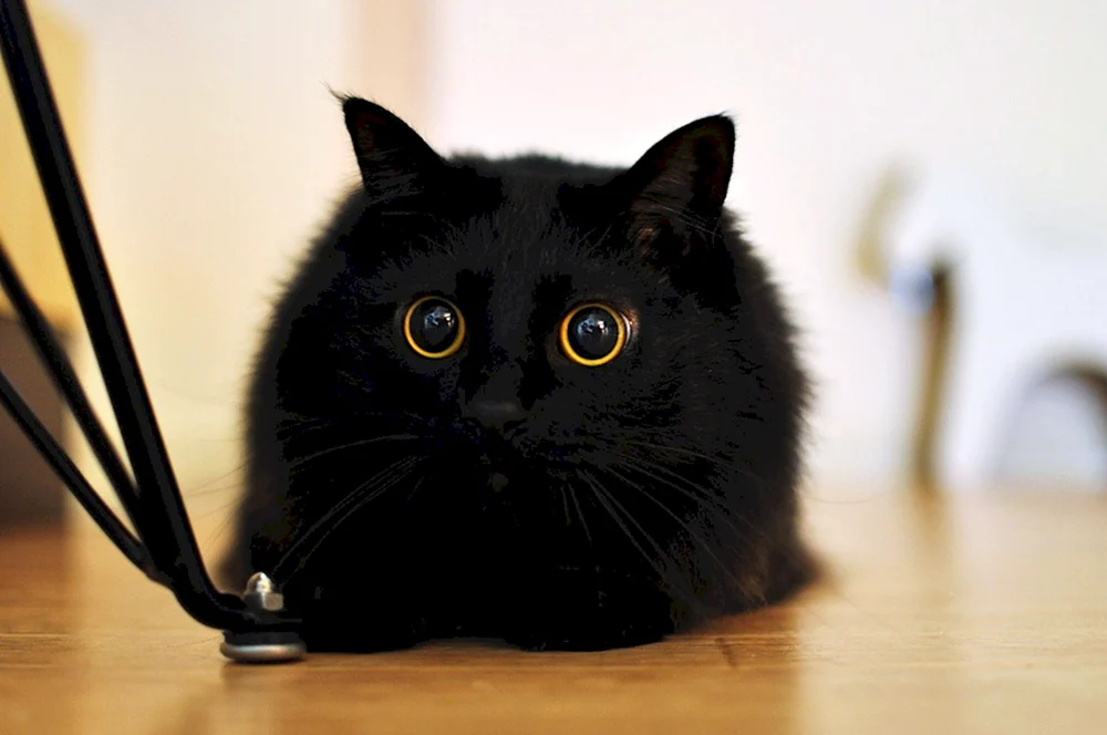 Bombay Katze flauschig Katze