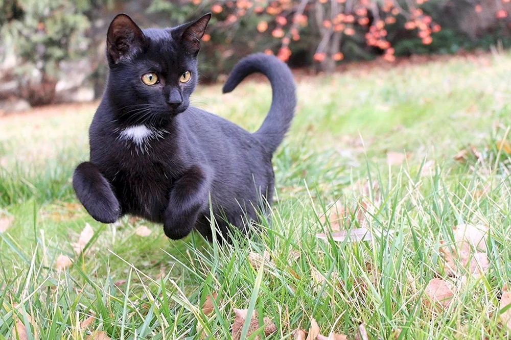 Schwarze Katze
