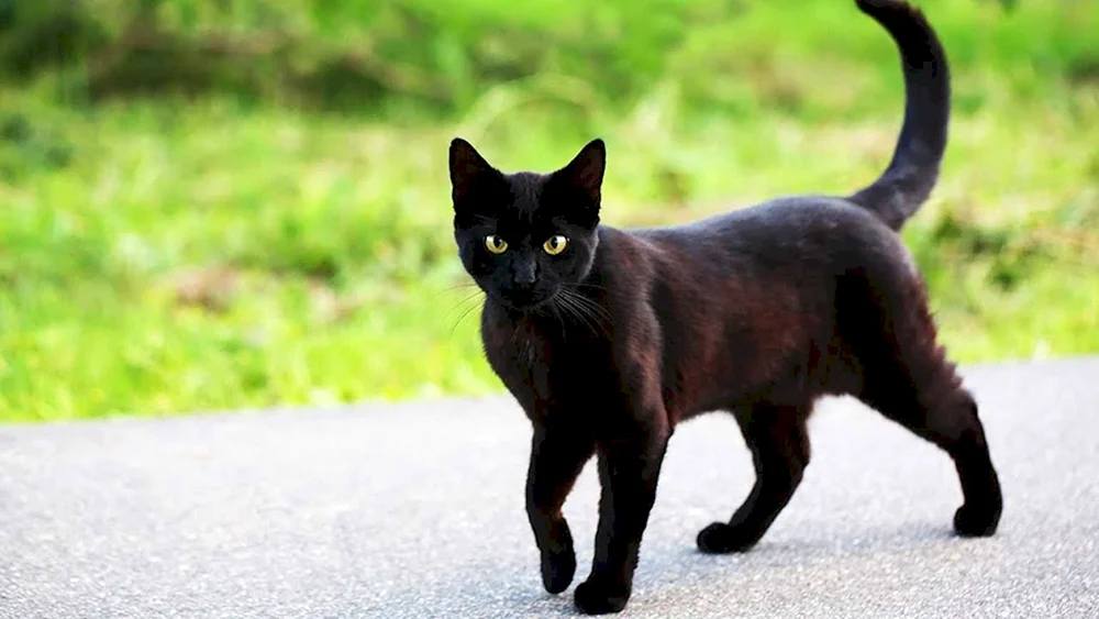 Bombay Katze mit grünen Augen