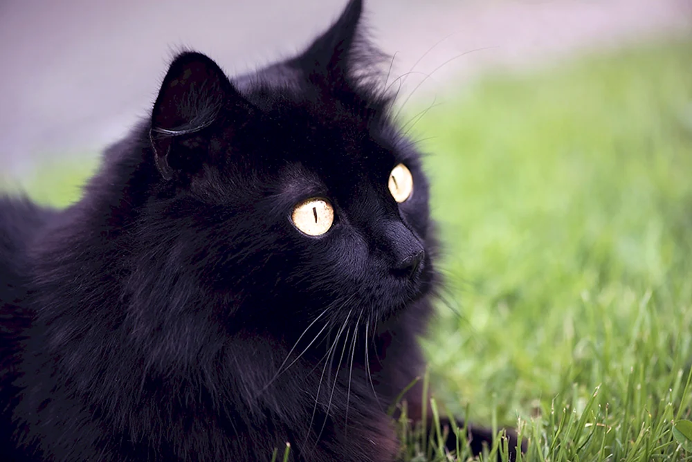 Chantilly Tiffany Katze
