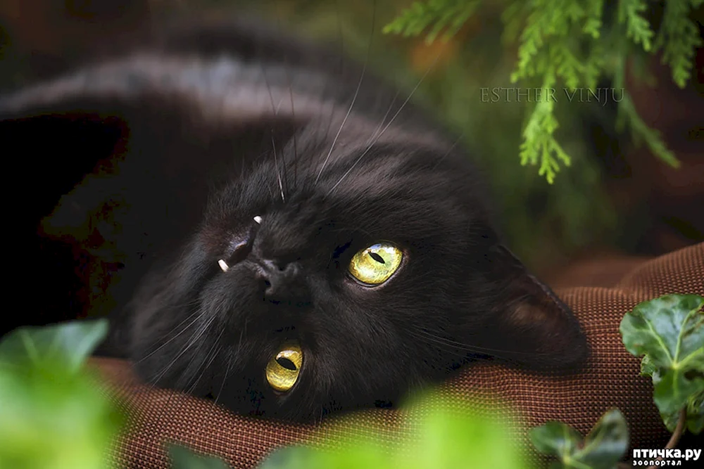 Chantilly Tiffany Katze