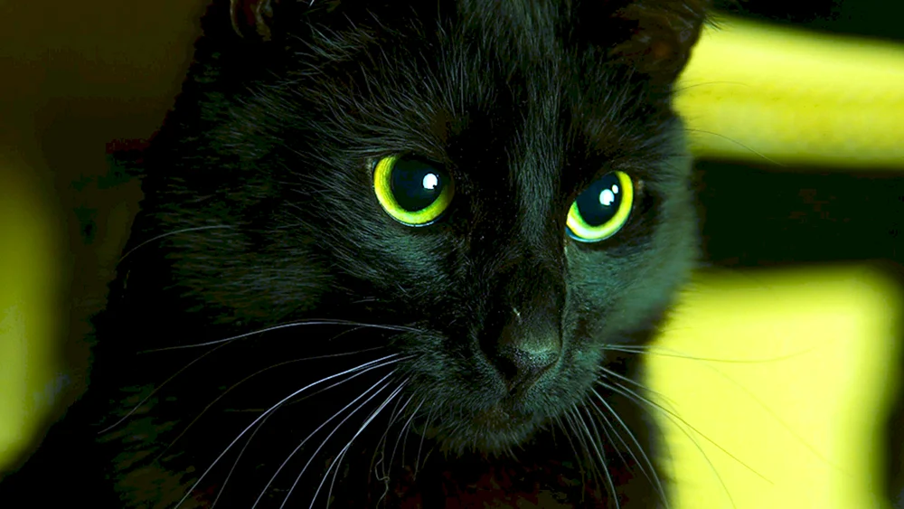 Bombay flauschige Katze
